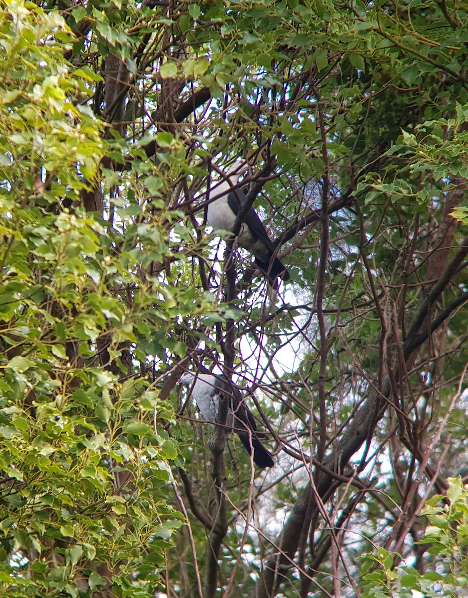 White-headed Pigeon - ML160341951