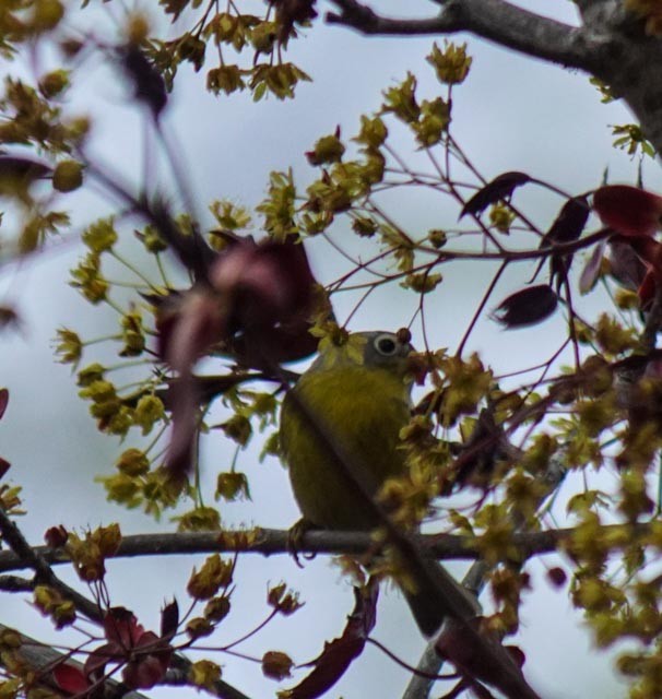 Nashville Warbler - John Anstey