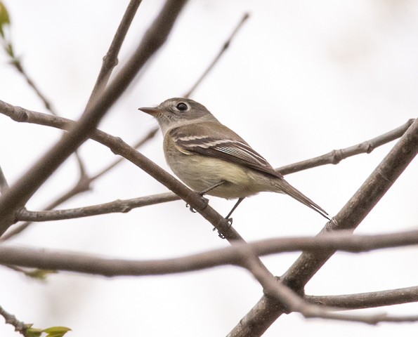 Least Flycatcher - ML160342461