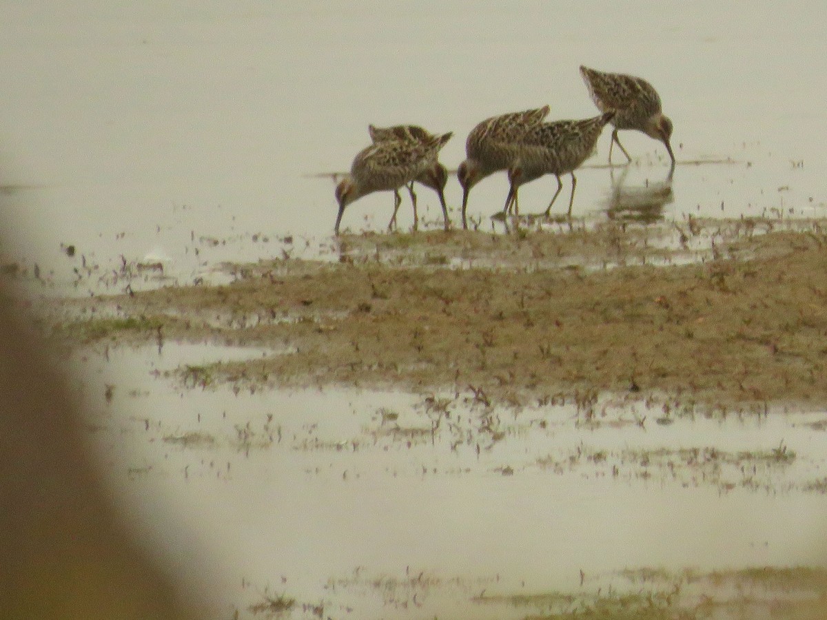 Stilt Sandpiper - Burke Angstman