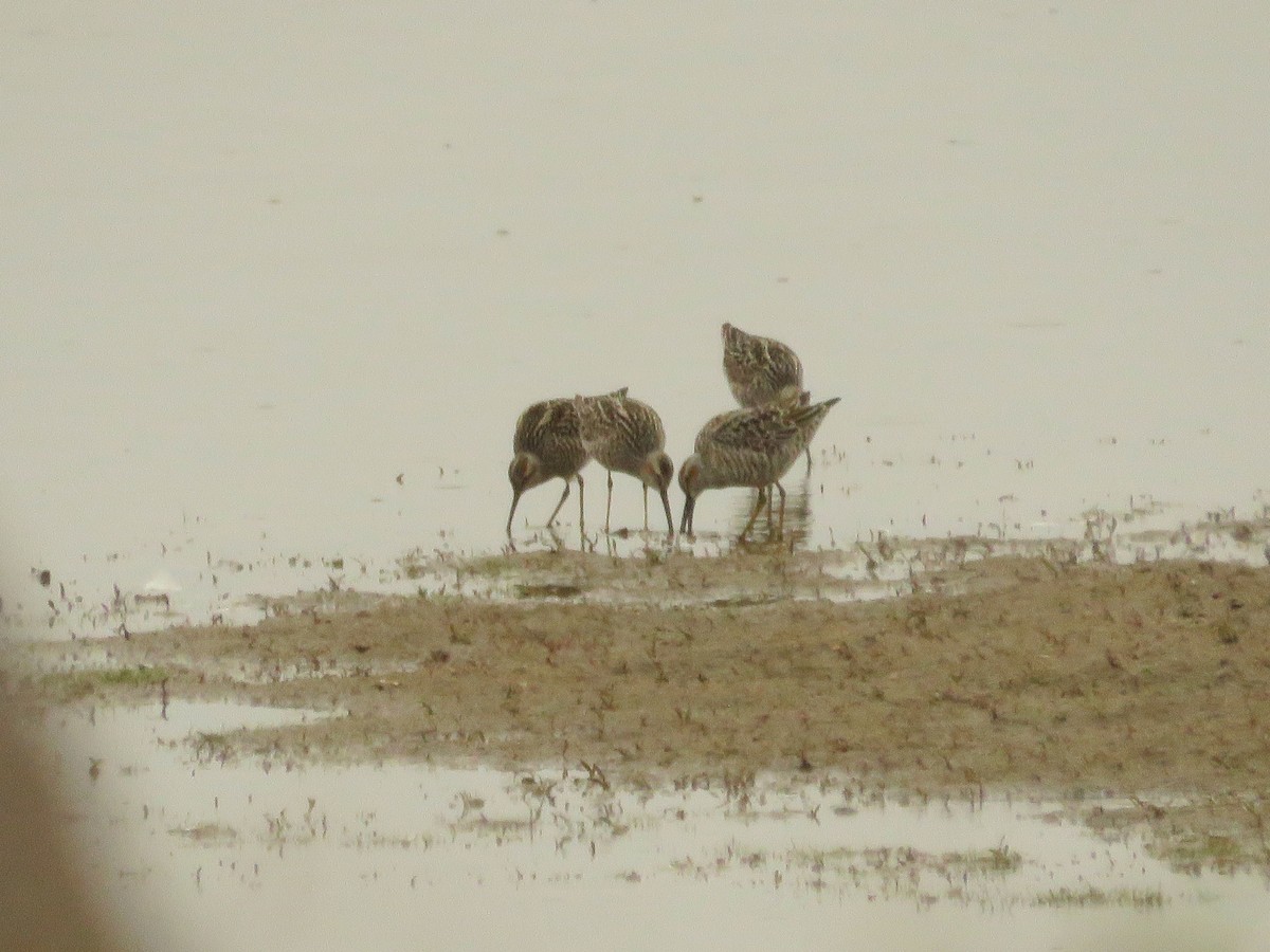 Stilt Sandpiper - ML160342771