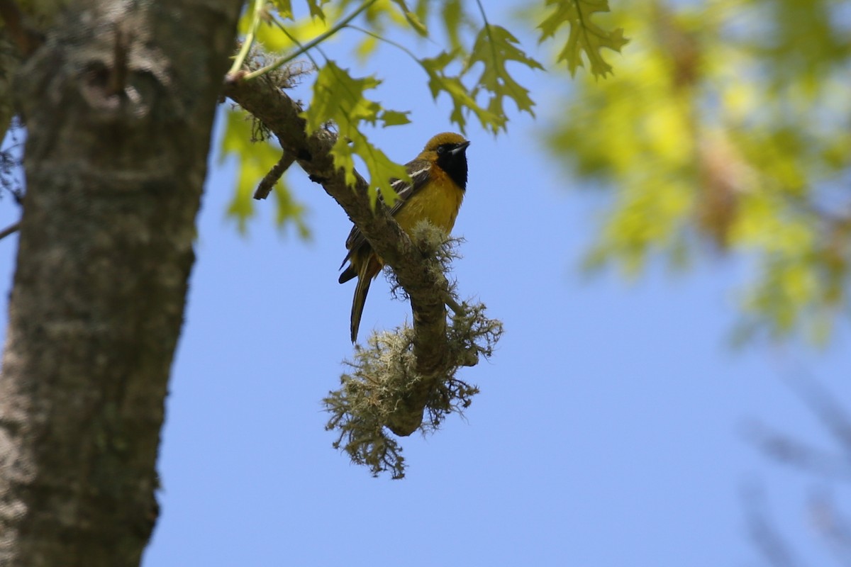Orchard Oriole - ML160343451