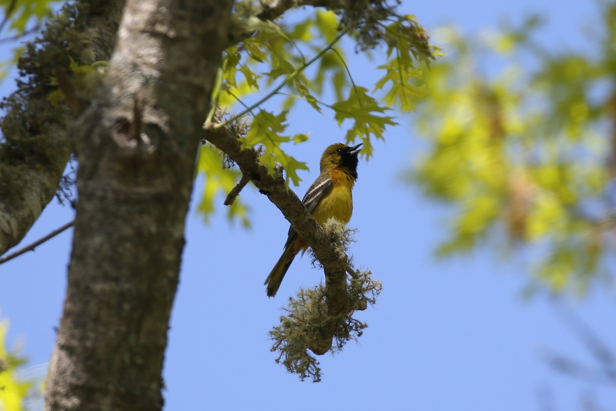 Orchard Oriole - ML160343461