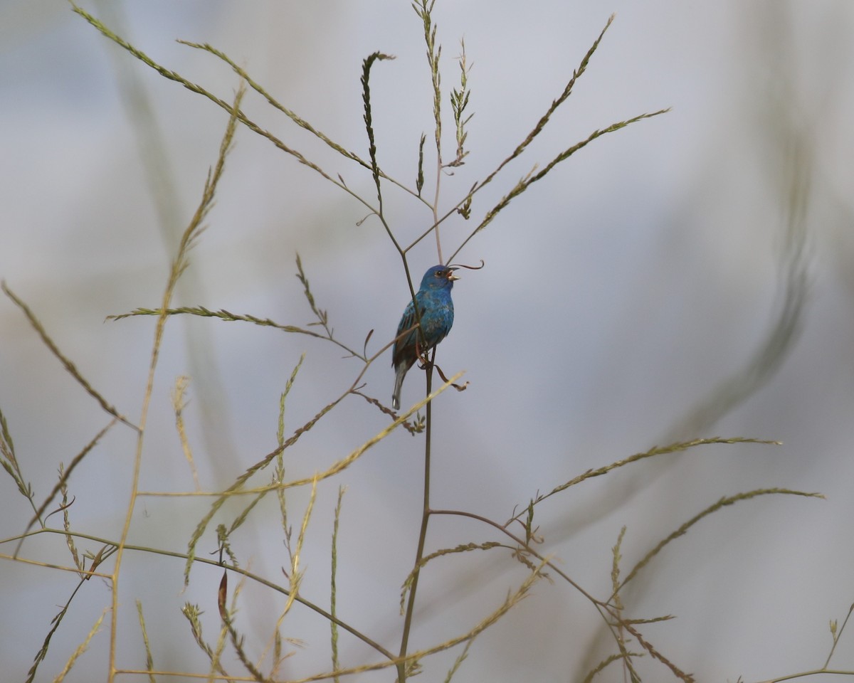 Indigo Bunting - Becky Turley