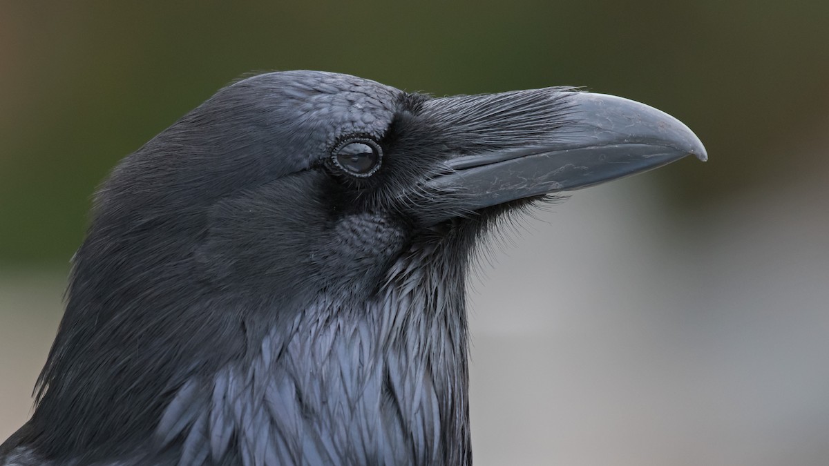 Common Raven - Nick Balachanoff