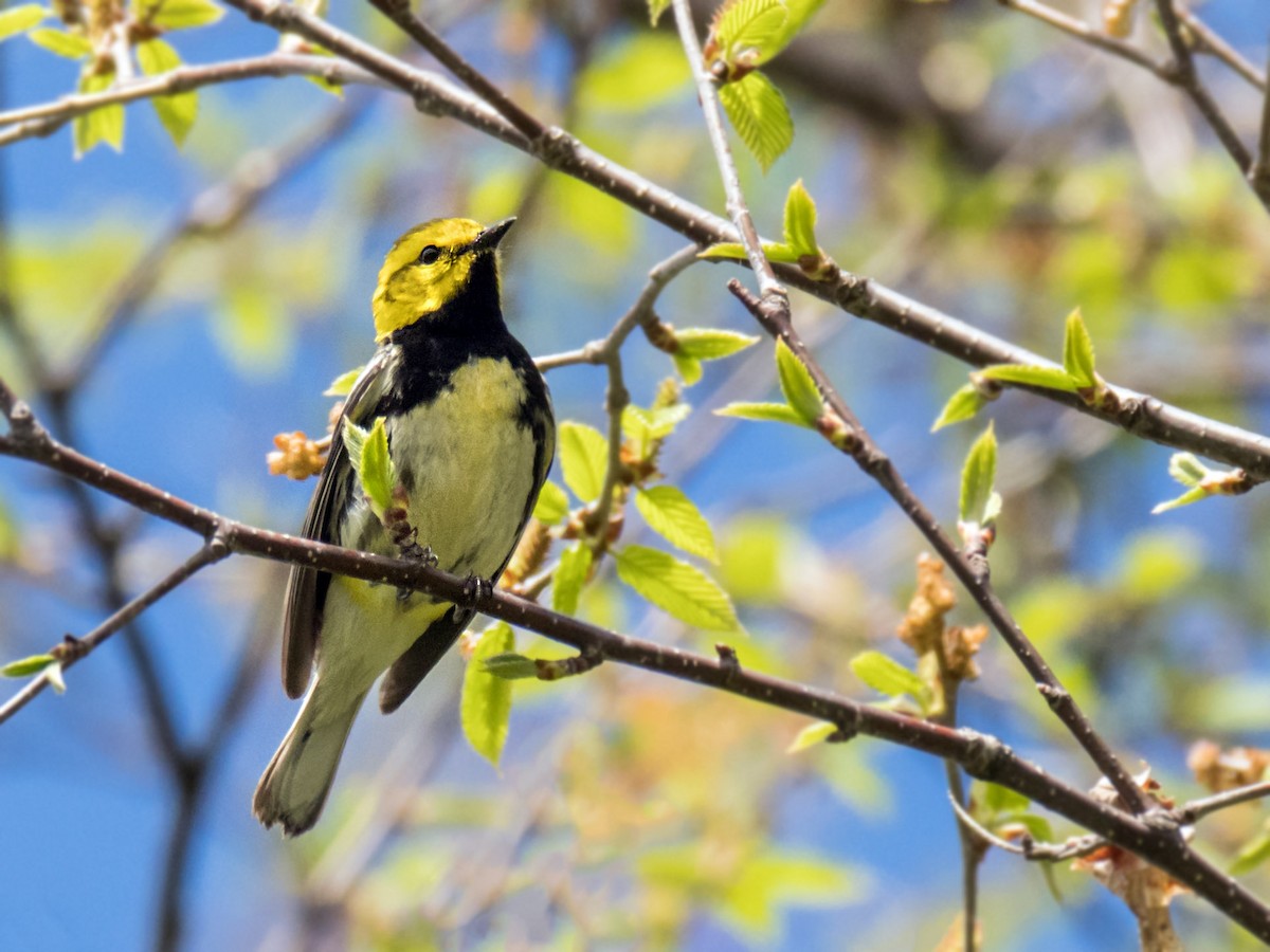 Black-throated Green Warbler - Danielle  A