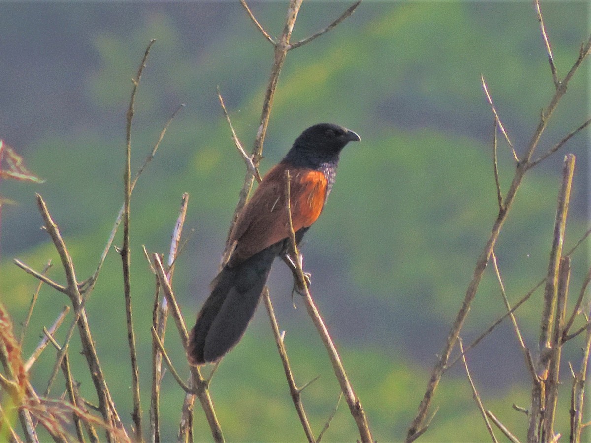 Coucal rufin - ML160350541