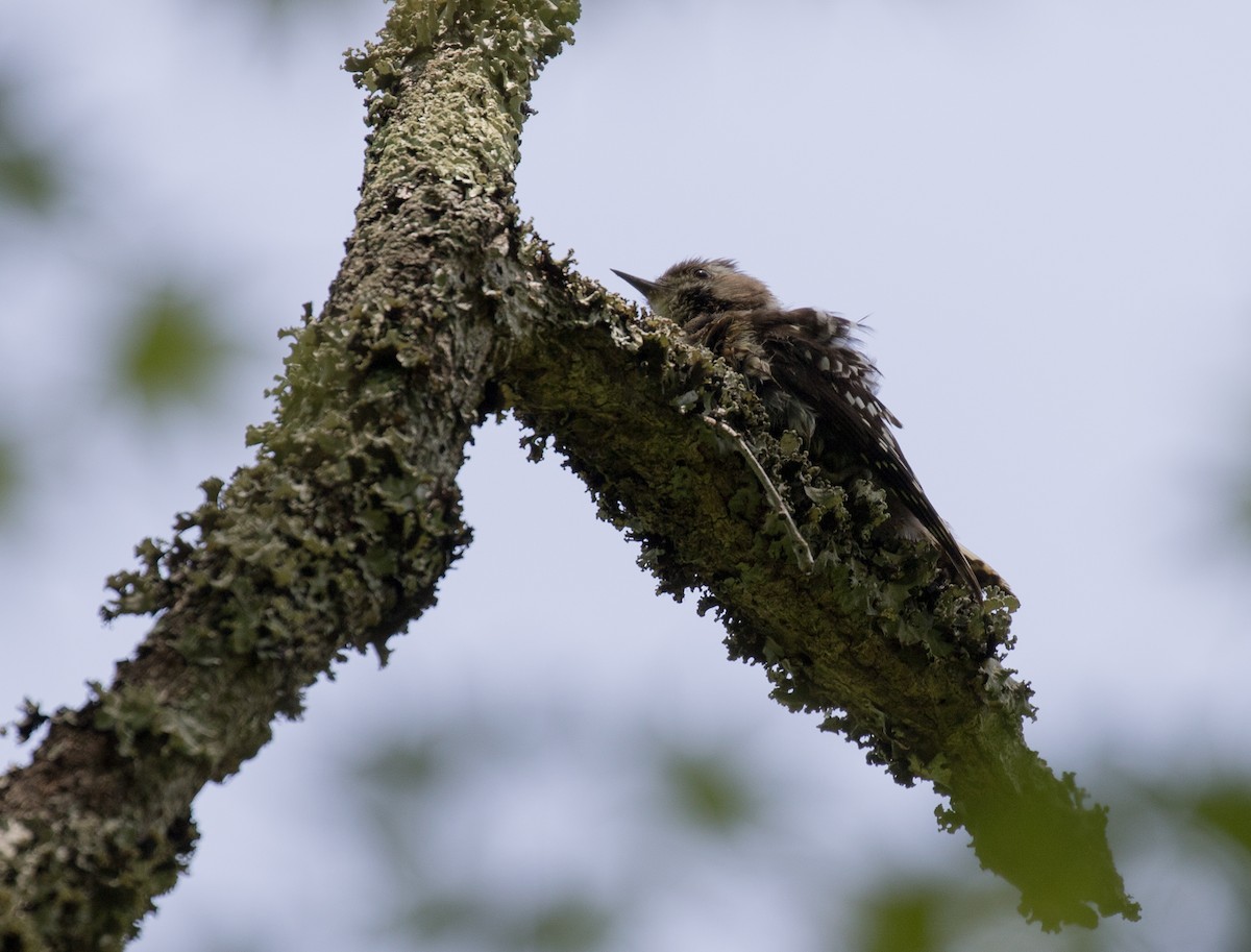 Japanese Pygmy Woodpecker - ML160353471