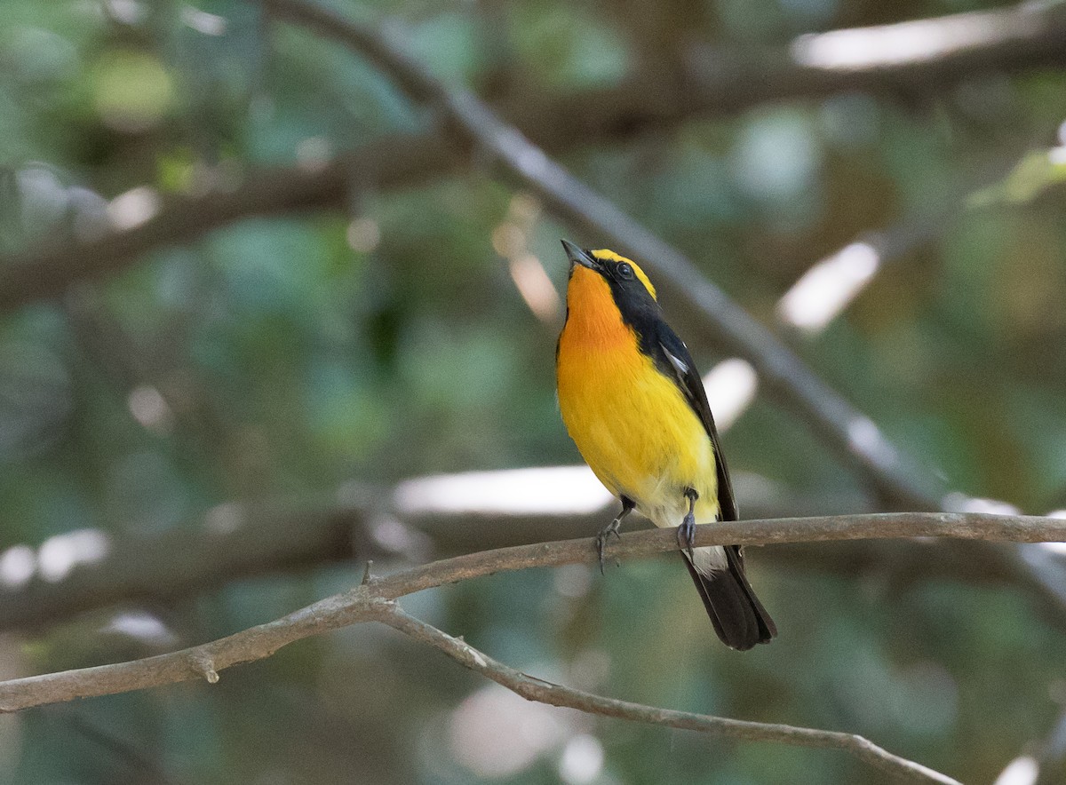 Narcissus Flycatcher - ML160353571