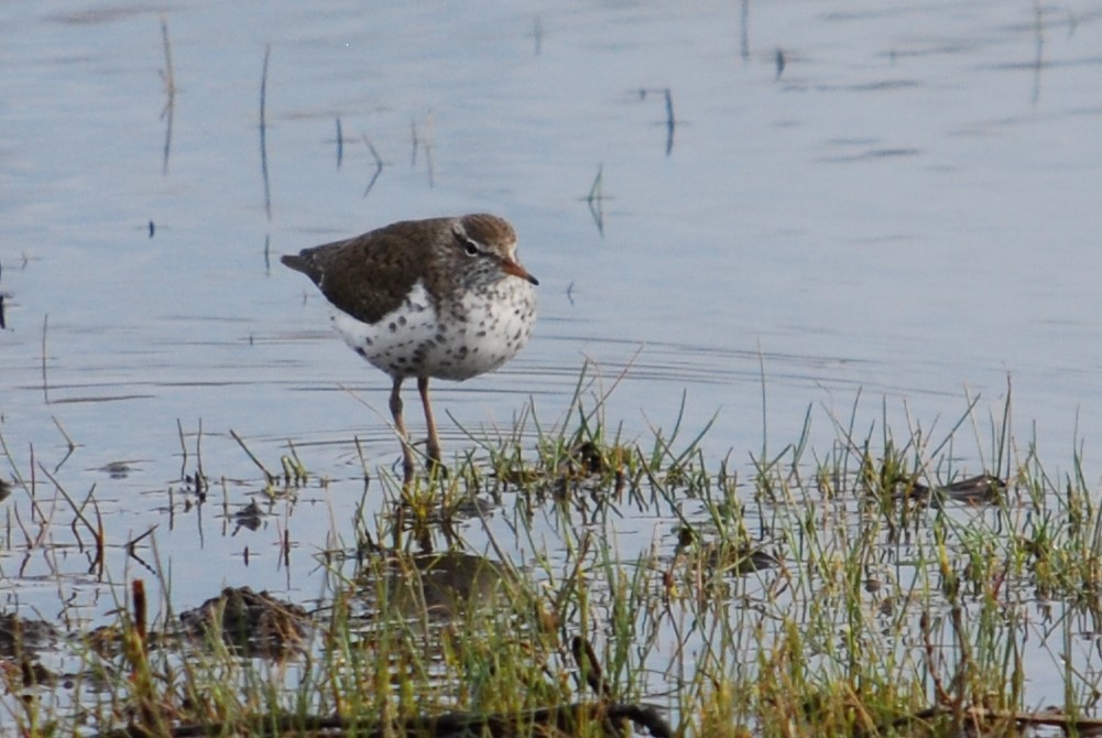 Spotted Sandpiper - ML160354641