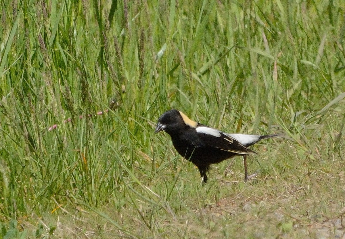 bobolink americký - ML160355311