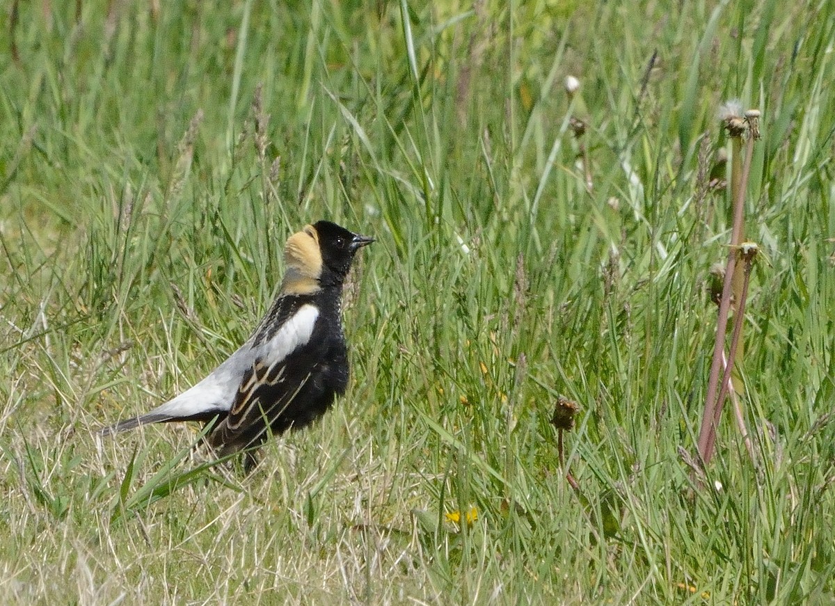 bobolink americký - ML160355341