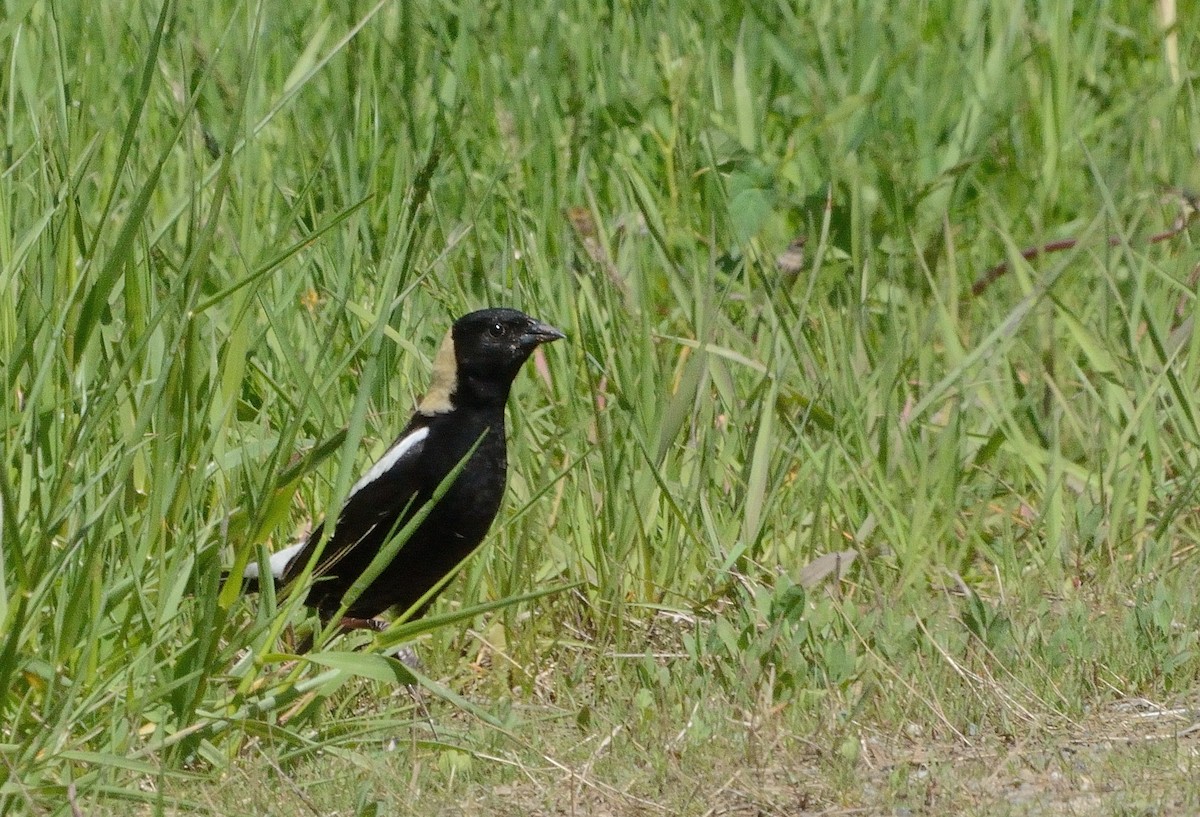 bobolink americký - ML160355361