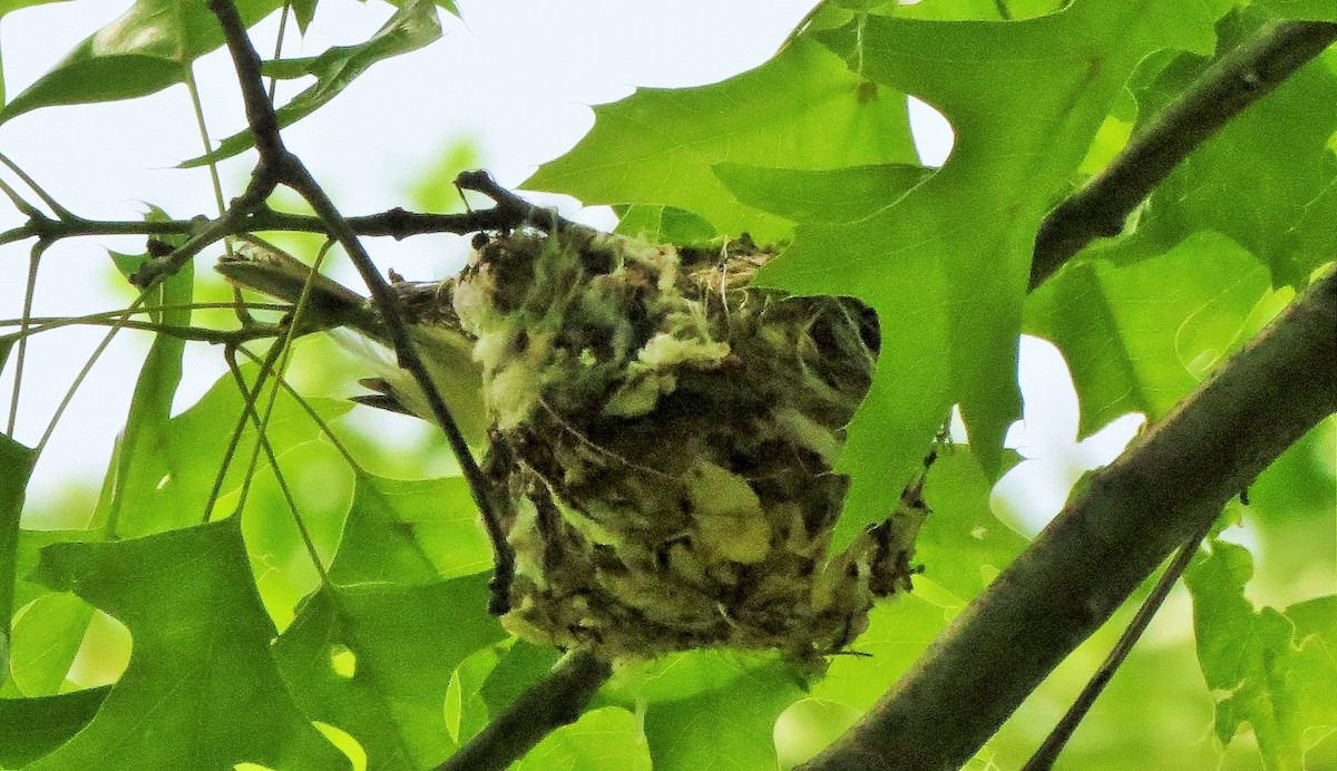 Warbling Vireo - Marjorie Van Tassel