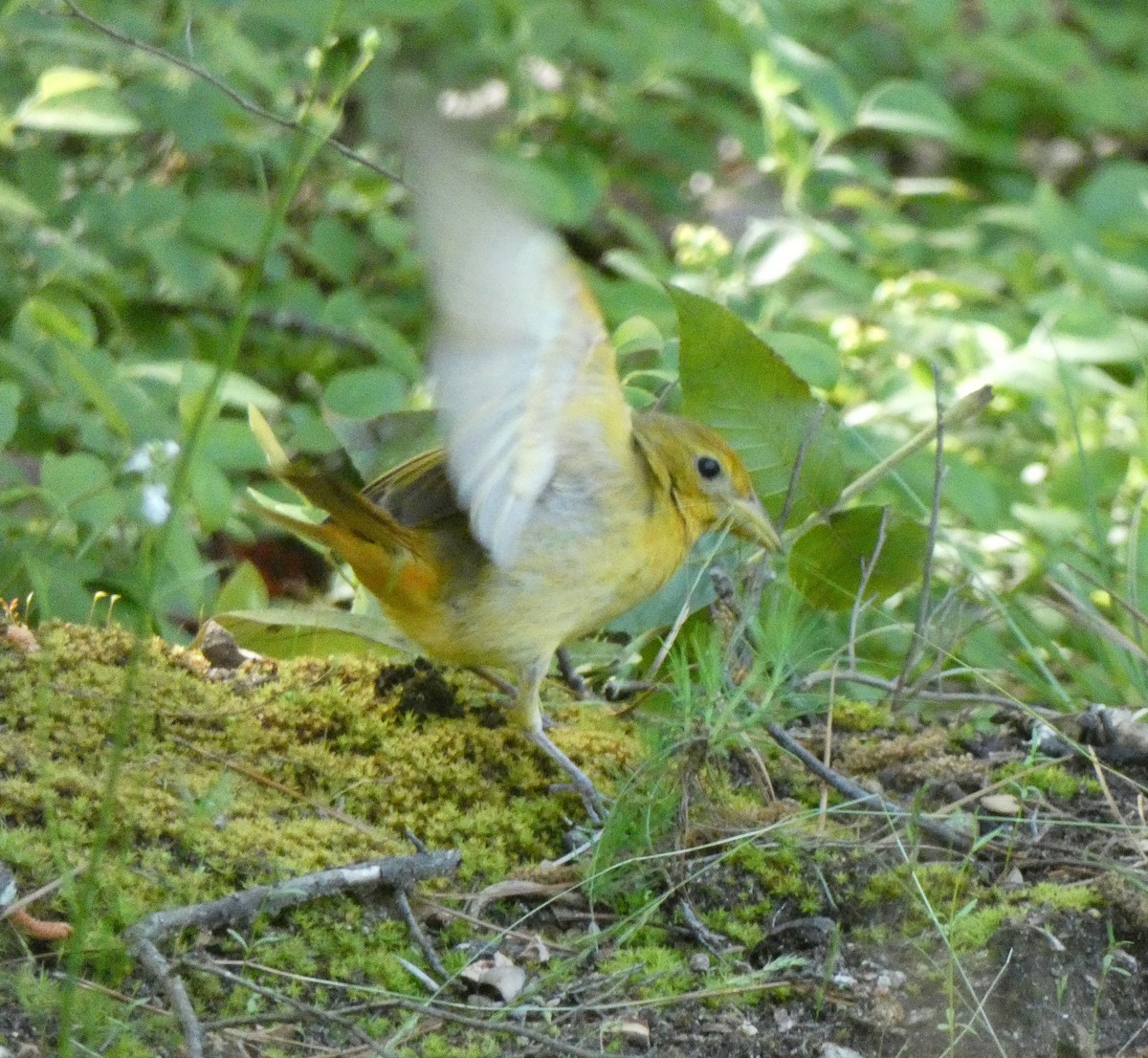 Summer Tanager - ML160355941