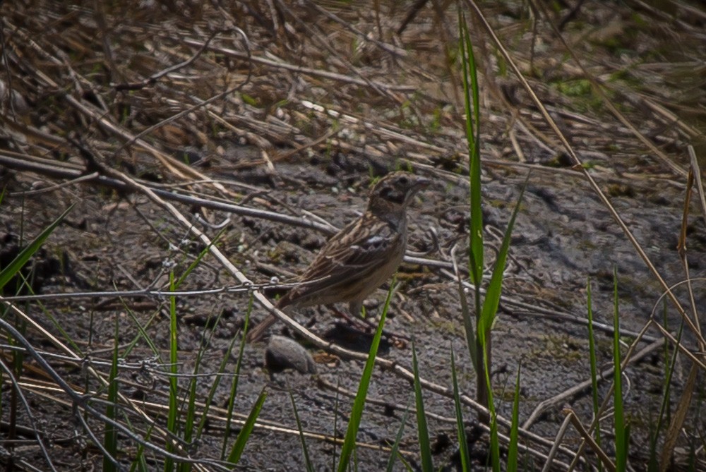 Smith's Longspur - Joe Jungers