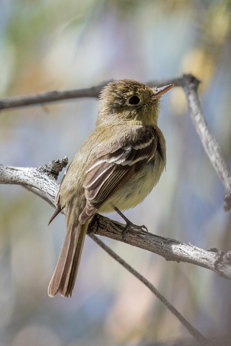 Western Flycatcher - ML160356741