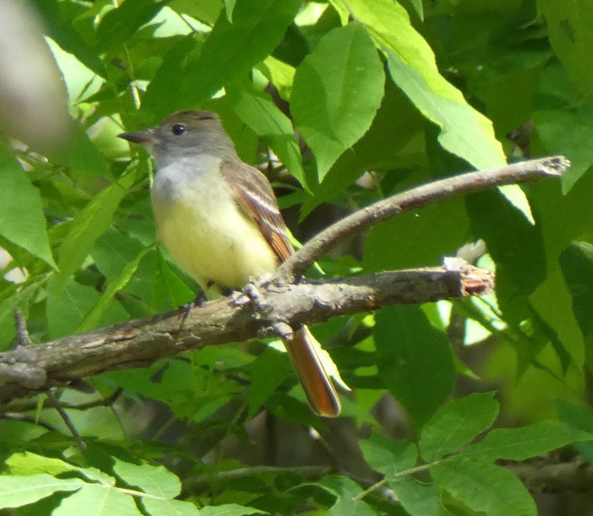 Great Crested Flycatcher - ML160357051