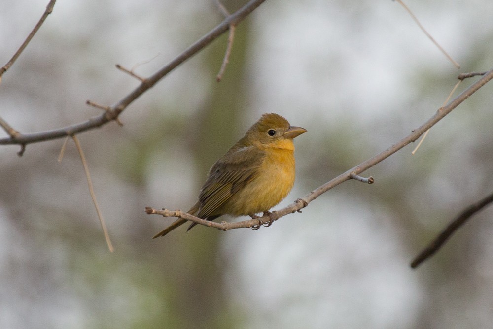 Summer Tanager - ML160357141