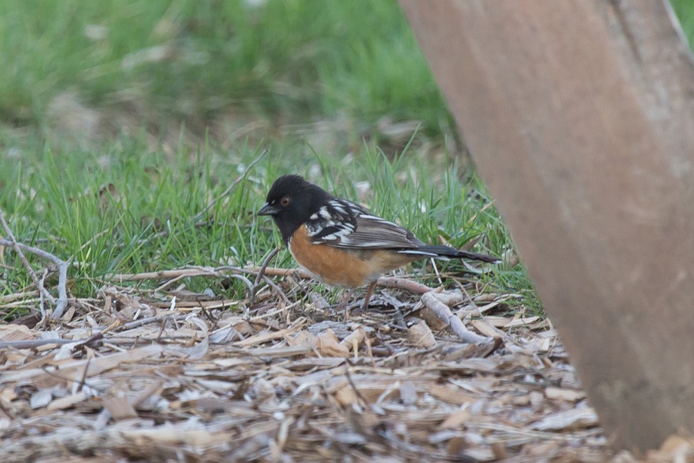 Spotted Towhee - Joe Jungers