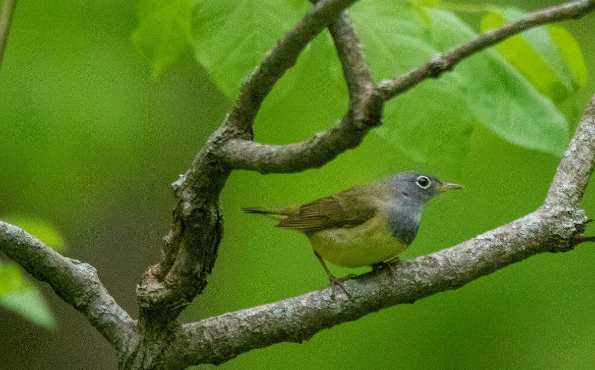 Connecticut Warbler - ML160360091