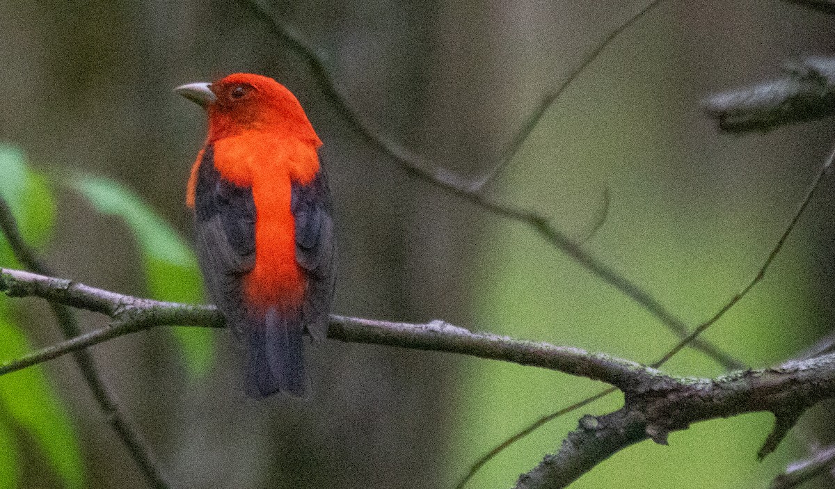 Piranga écarlate - ML160360231