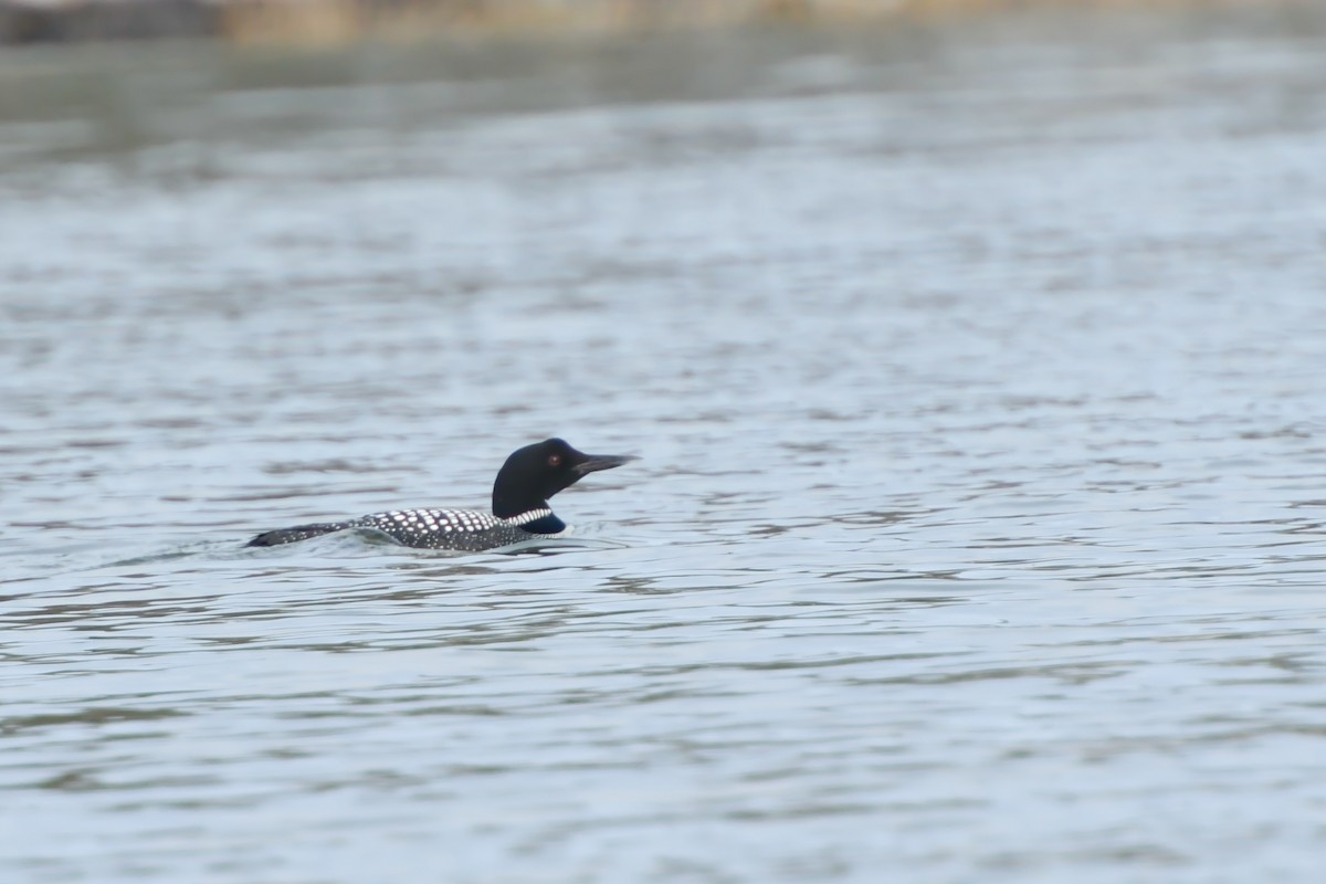 Common Loon - ML160362261