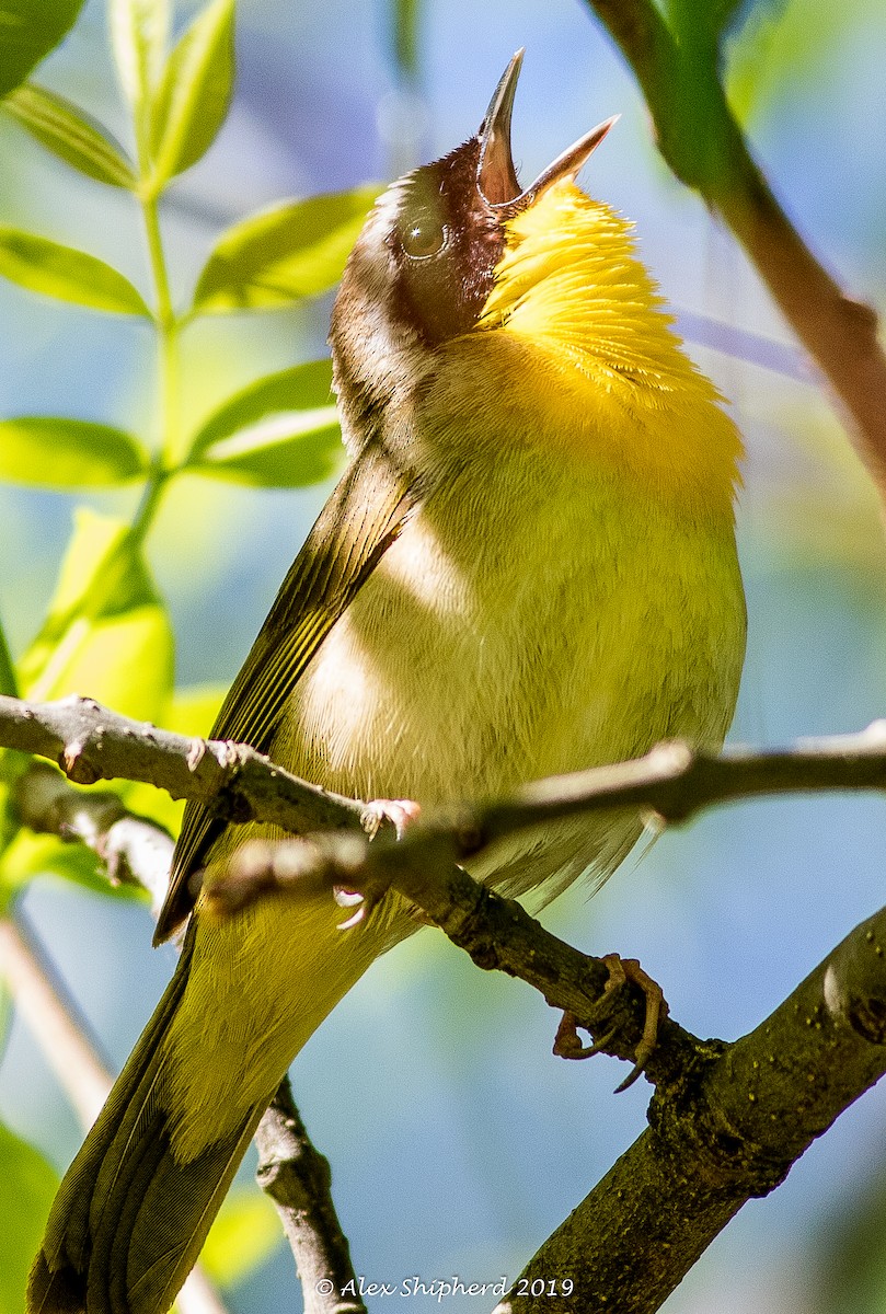 Common Yellowthroat - ML160363081