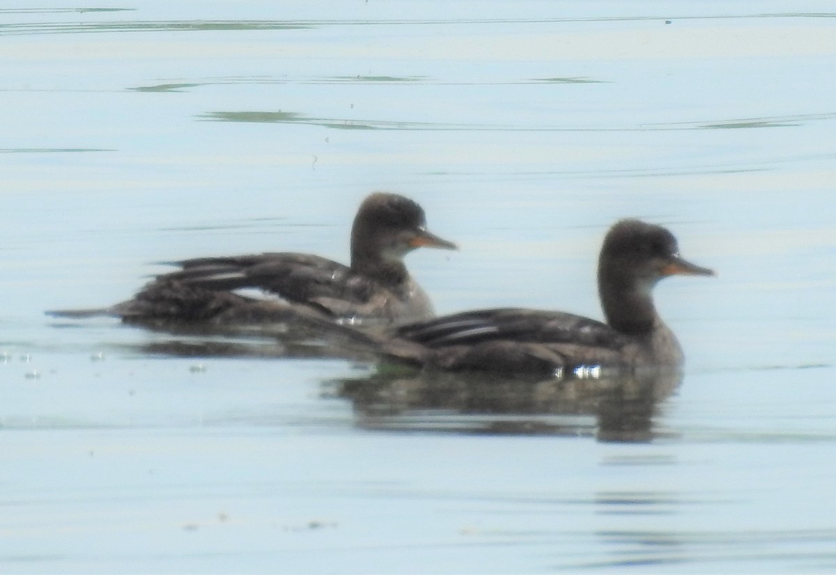 Hooded Merganser - Tracee Starner