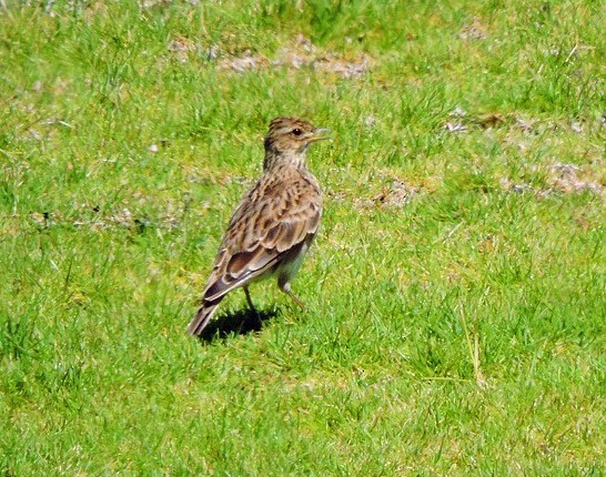 Eurasian Skylark - Usha Tatini