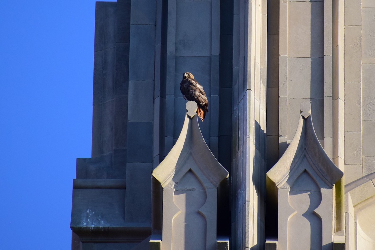 Red-tailed Hawk - ML160366931