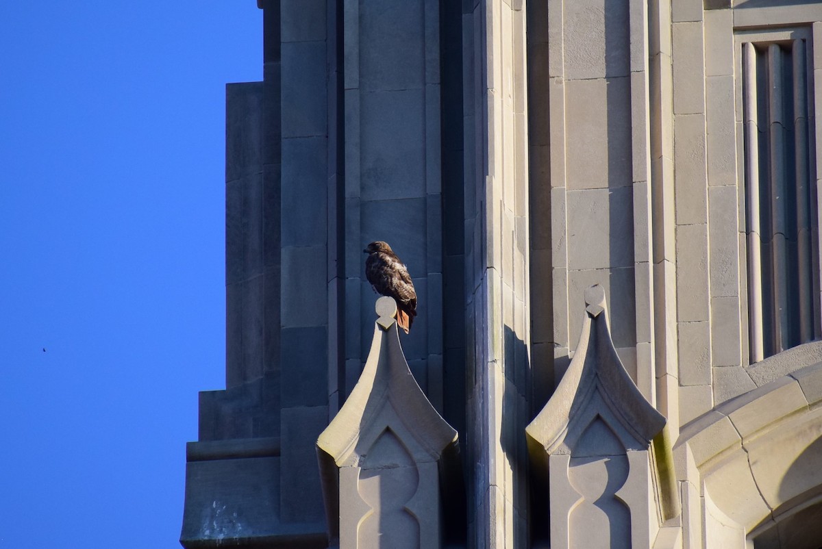 Red-tailed Hawk - ML160366941