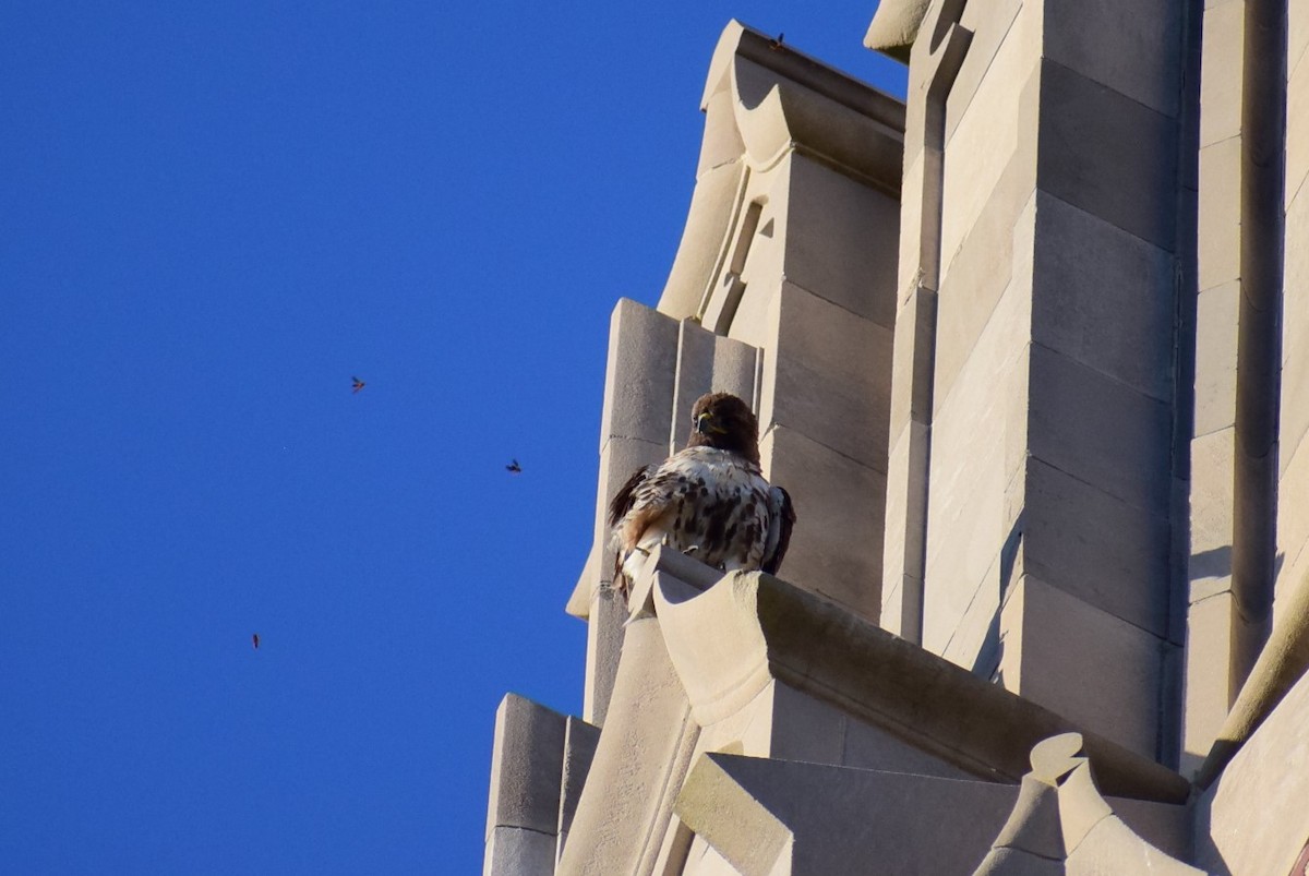 Red-tailed Hawk - ML160366951