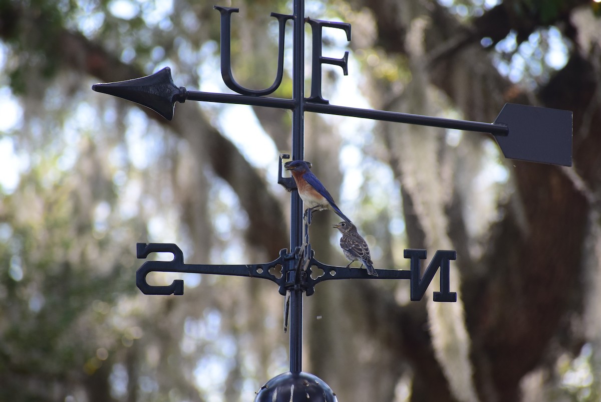 Eastern Bluebird - ML160367141