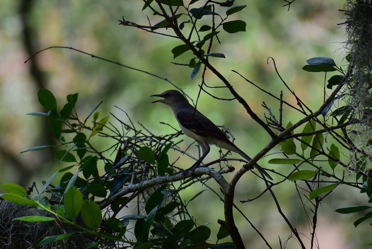 Northern Mockingbird - ML160367631