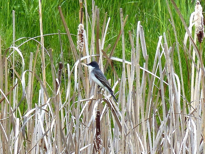 Eastern Kingbird - ML160367761