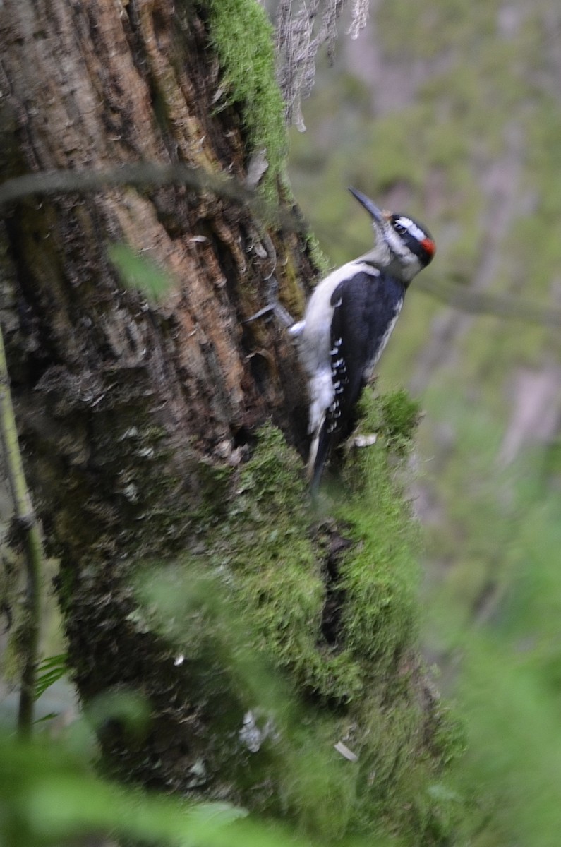 Hairy Woodpecker - ML160367901