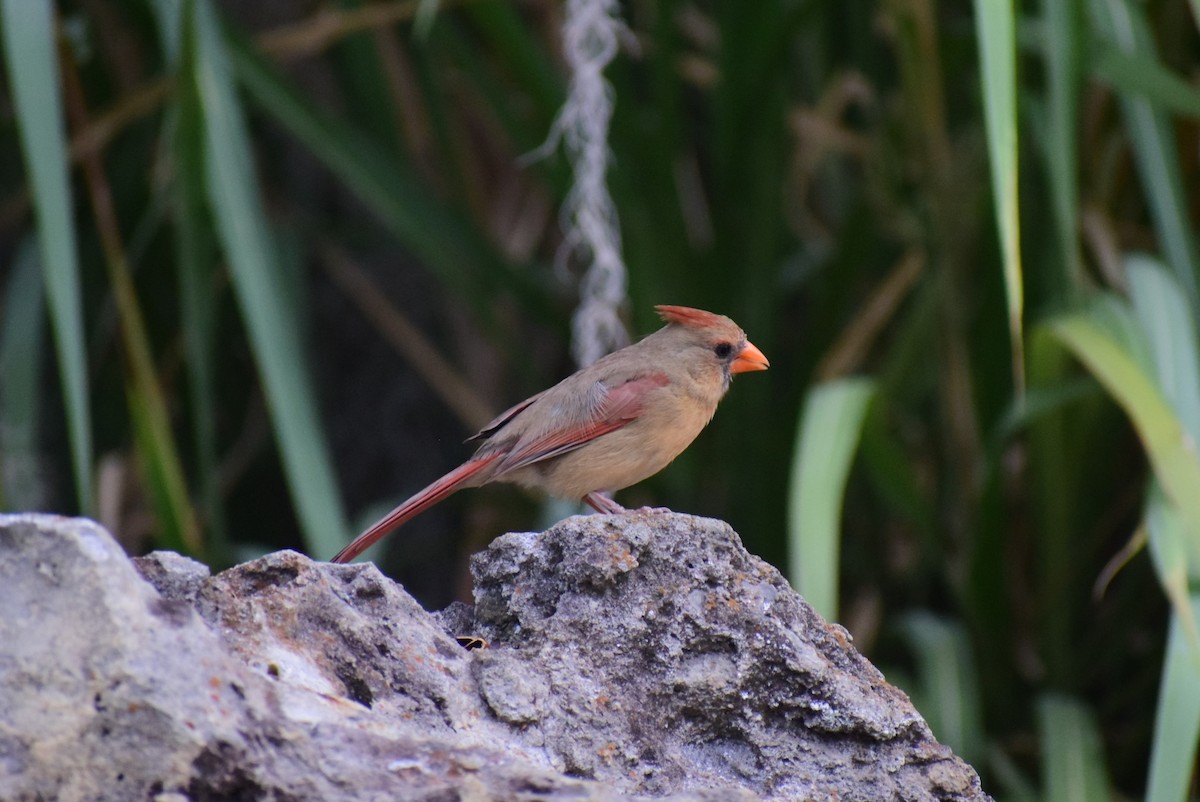 Cardinal rouge - ML160368201