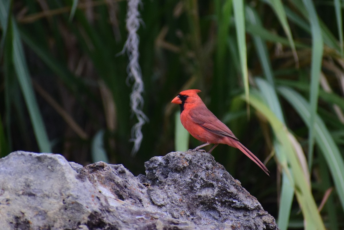 Cardinal rouge - ML160368211