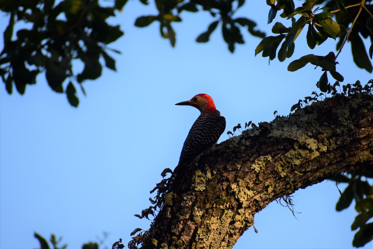 Red-bellied Woodpecker - ML160368501