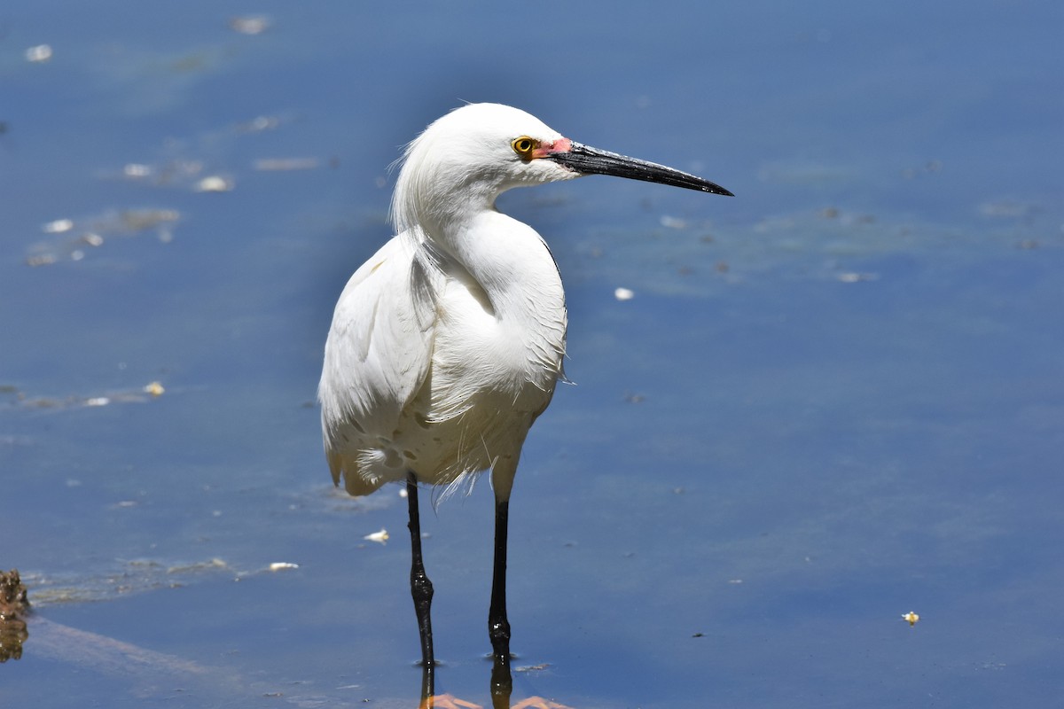 Snowy Egret - Jack Parlapiano