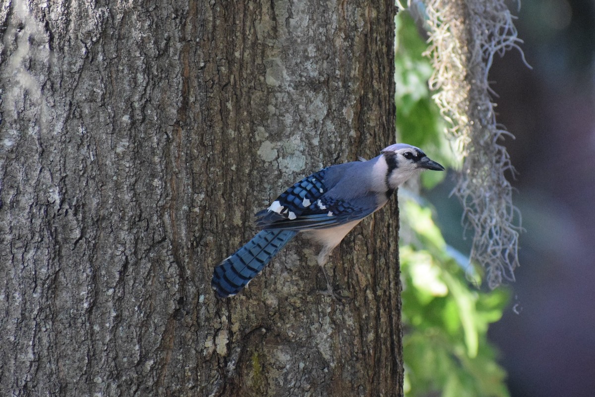 Blue Jay - ML160368941