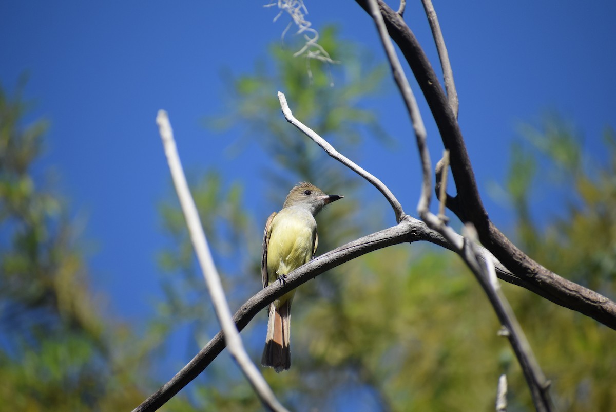 Great Crested Flycatcher - ML160368961