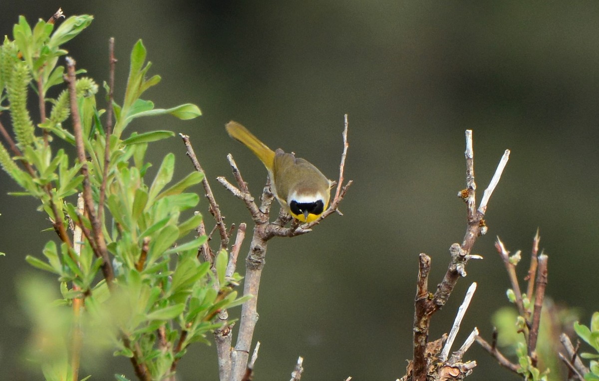 Common Yellowthroat - ML160369351