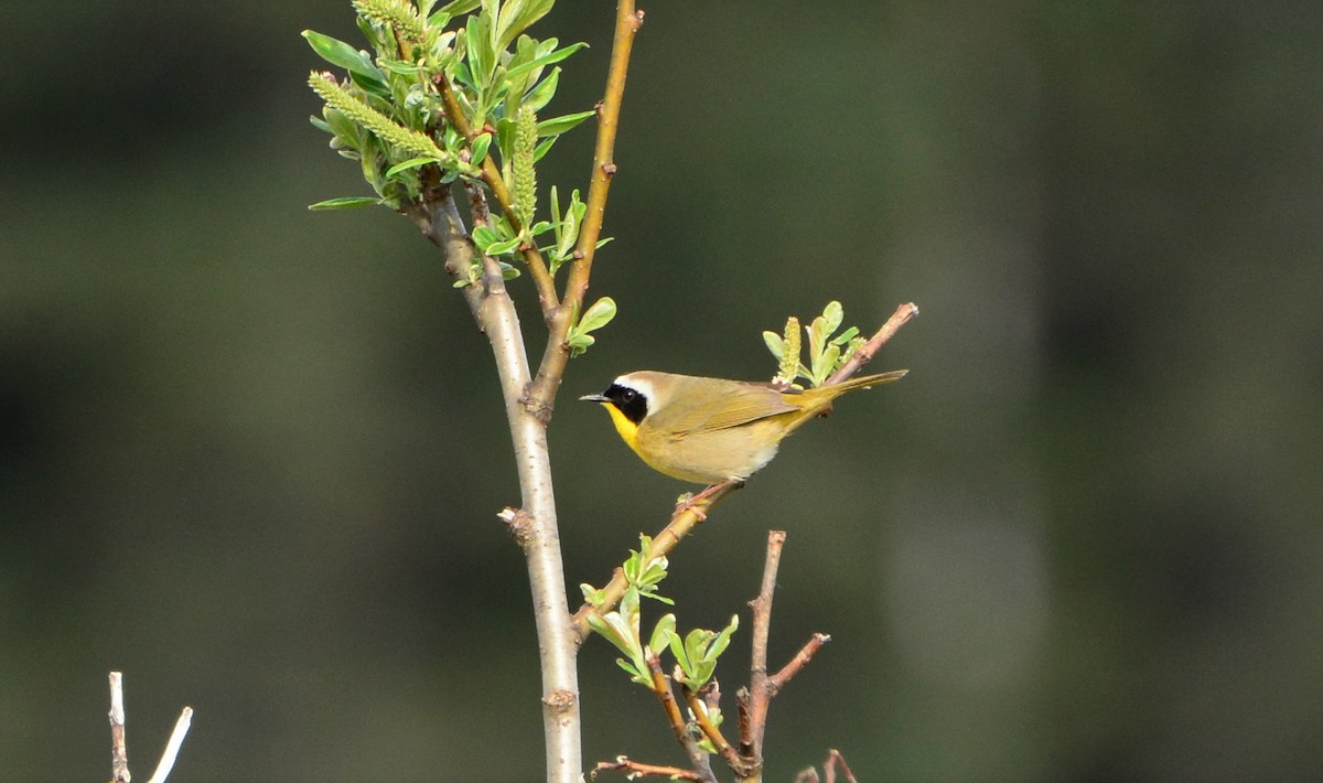 Common Yellowthroat - Nat Drumheller