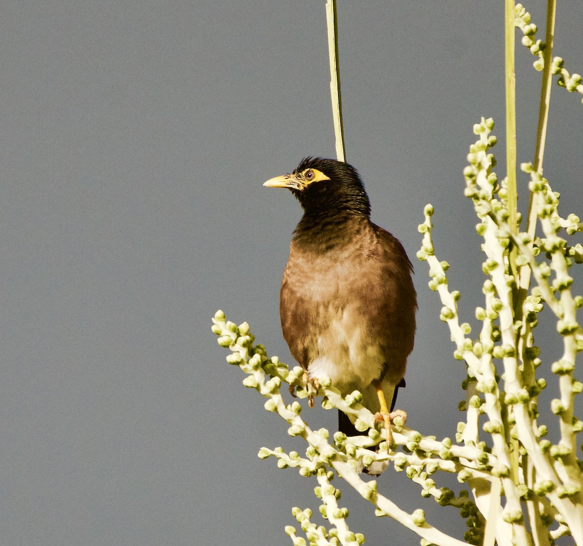 Common Myna - ML160369551