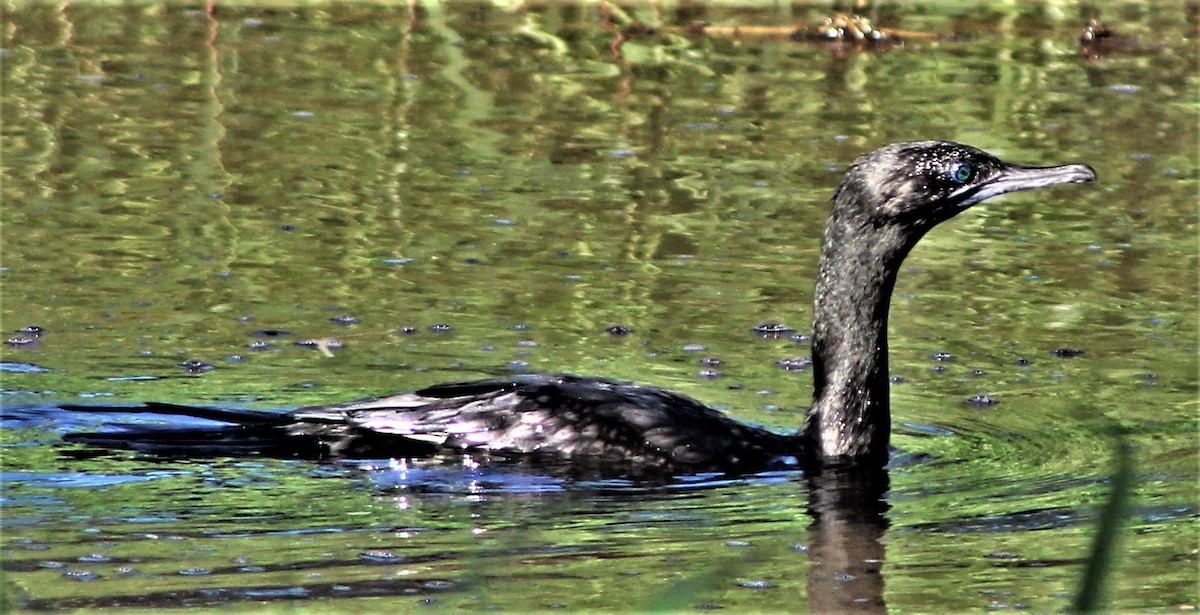 Cormorán Totinegro - ML160371721