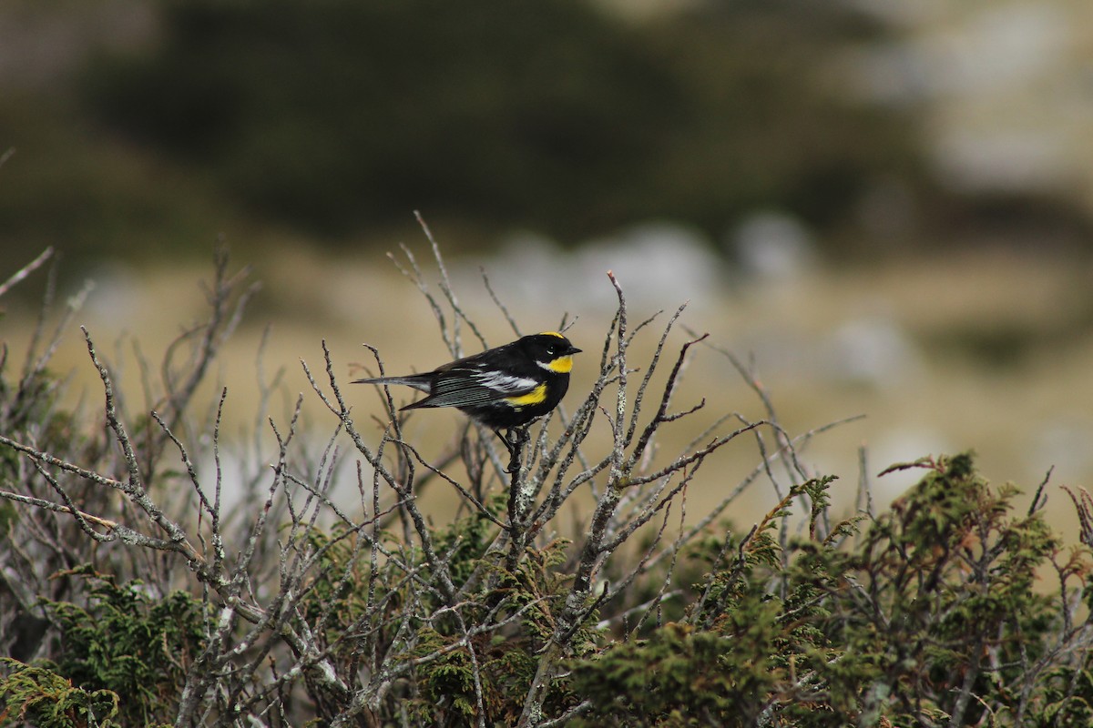 Kronenwaldsänger (Schwarznacken-Waldsänger) - ML160373161