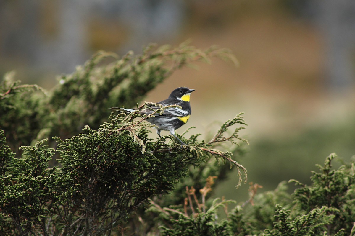 Kronenwaldsänger (Schwarznacken-Waldsänger) - ML160373381