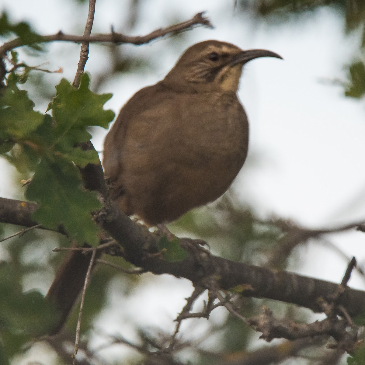 California Thrasher - ML160375091